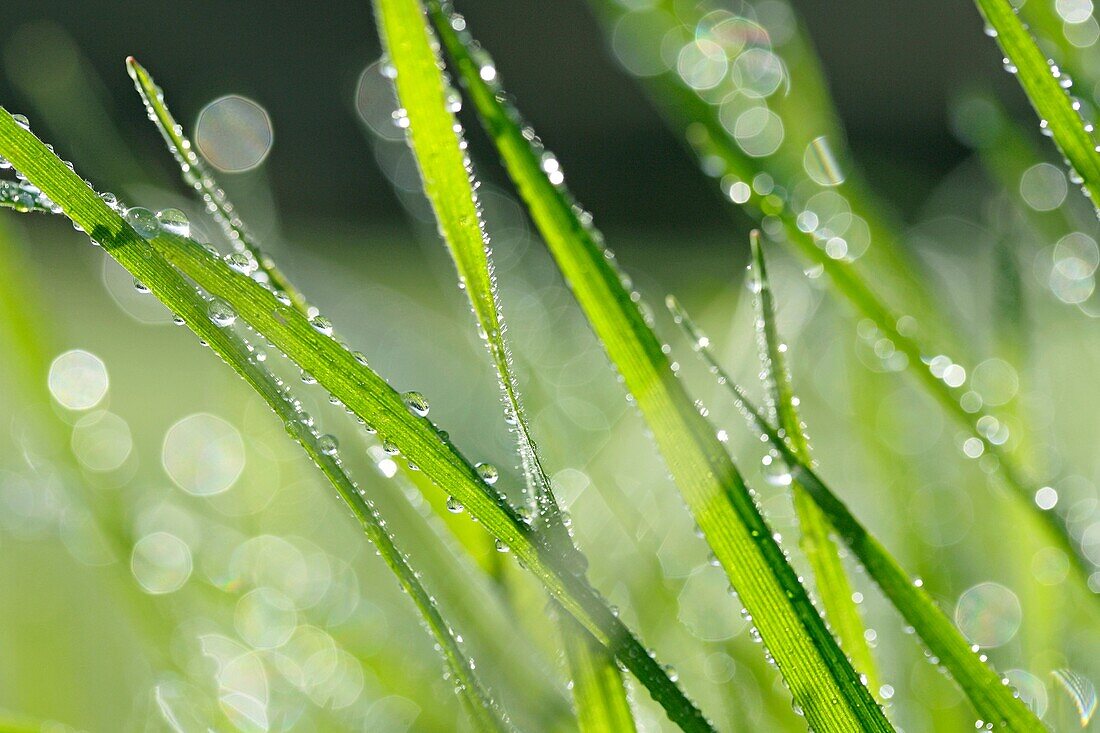 Dew in grass