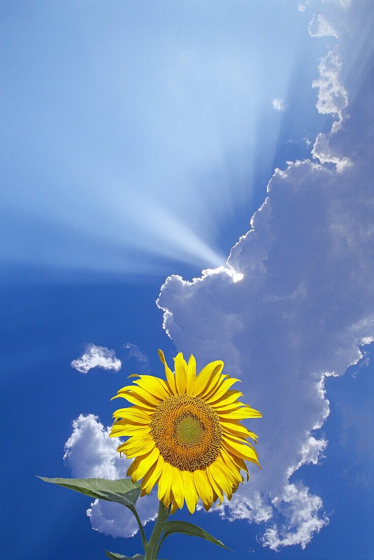 Sunflower and clouds