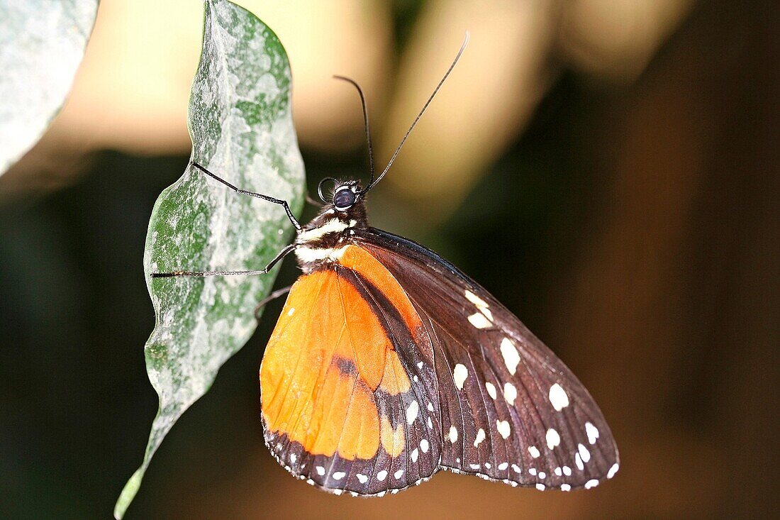 Butterfly  Heliconius hecale