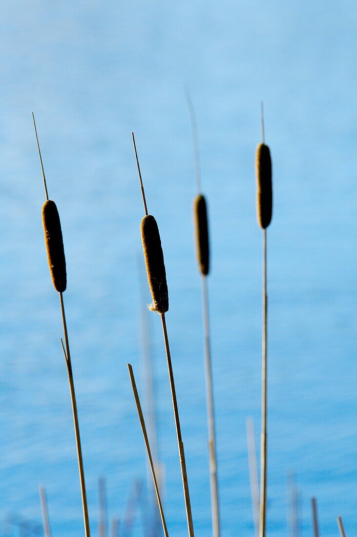 Bull Rushes at the side of a pond at Priddy in the Mendip Hills, Somerset, England, United Kingdom