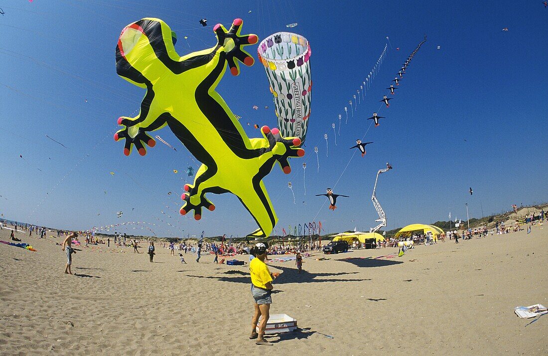 europe, italy, lazio, ostia beach, international kites meeting, the huge lizard projected by kites designer peter leen