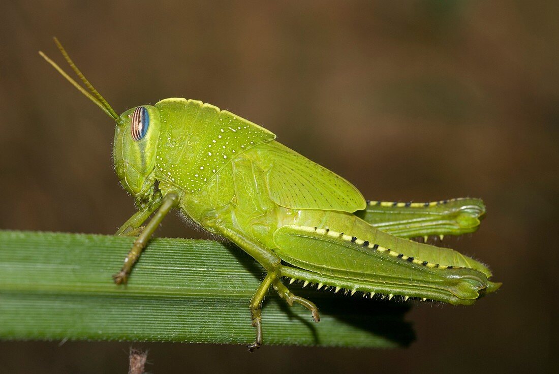 Egyptian grasshopper nymph Anacridium aegyptium