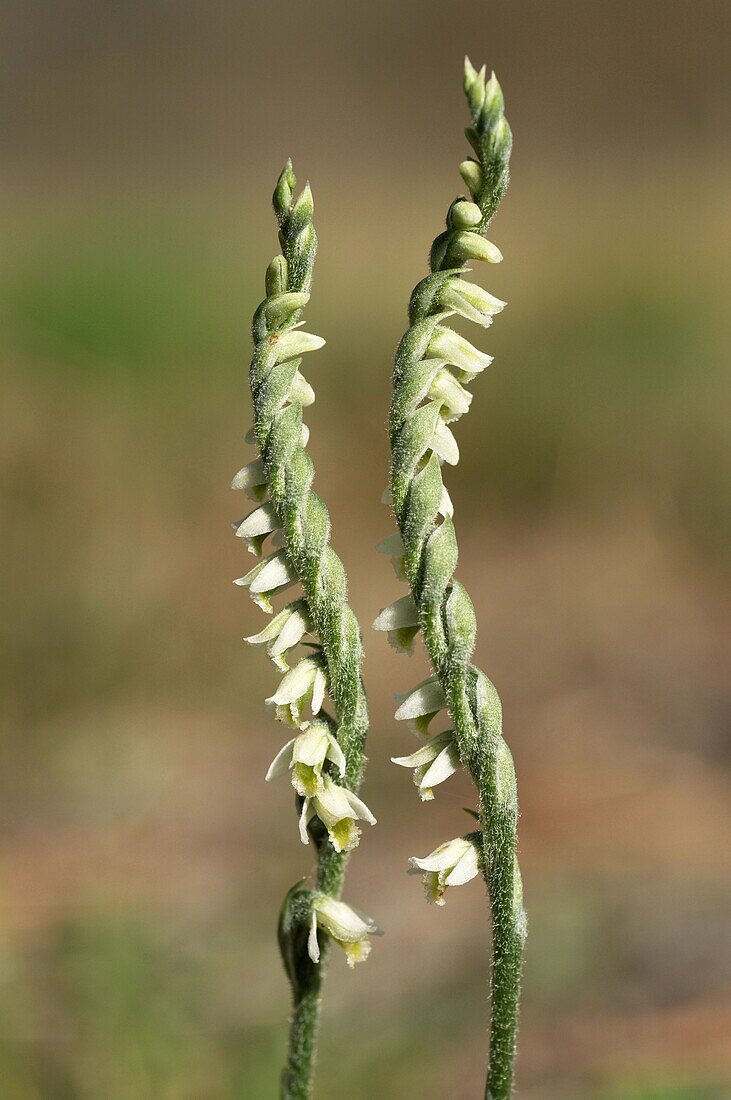 Herbst-Frauenschwanz-Orchidee Spiranthes spiralis