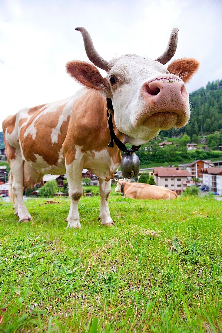 Cow, Switzerland