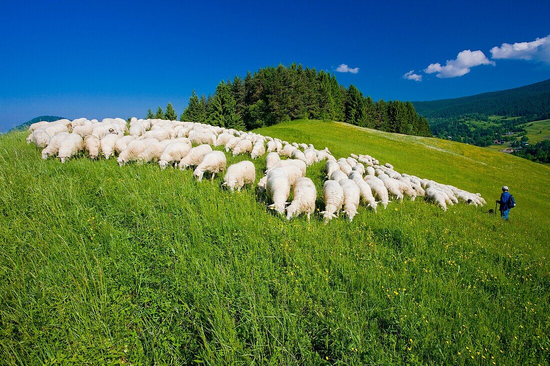 sheep herd, Mala Fatra, Slovakia