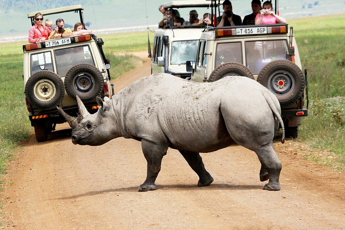 Tanzania, Tourist safari jeeps wait, as a Rhinoceros crosses the road