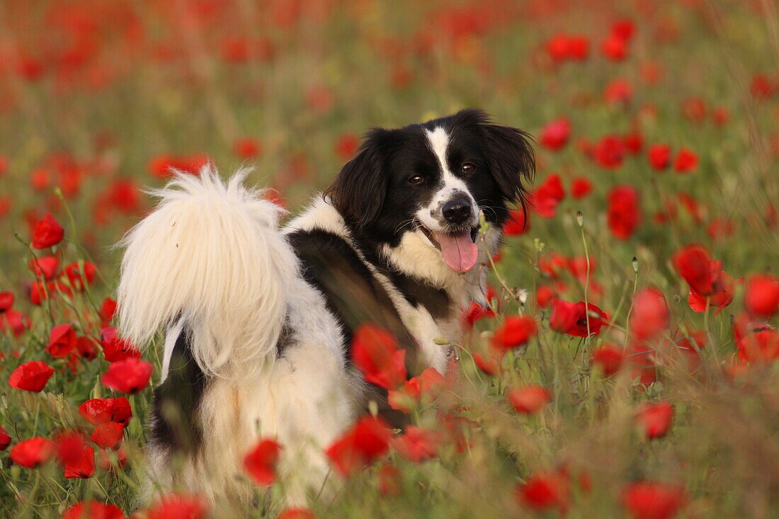 A dog in a field of spring poppies