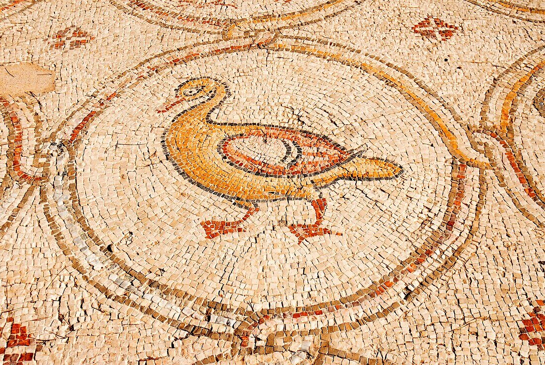 The Palace of the ´Bird Mosaic´ a 14 5 x 16m floor of a villa dating to the Byzantine period, 6-7th century CE  Caesarea, Israel Duck detail