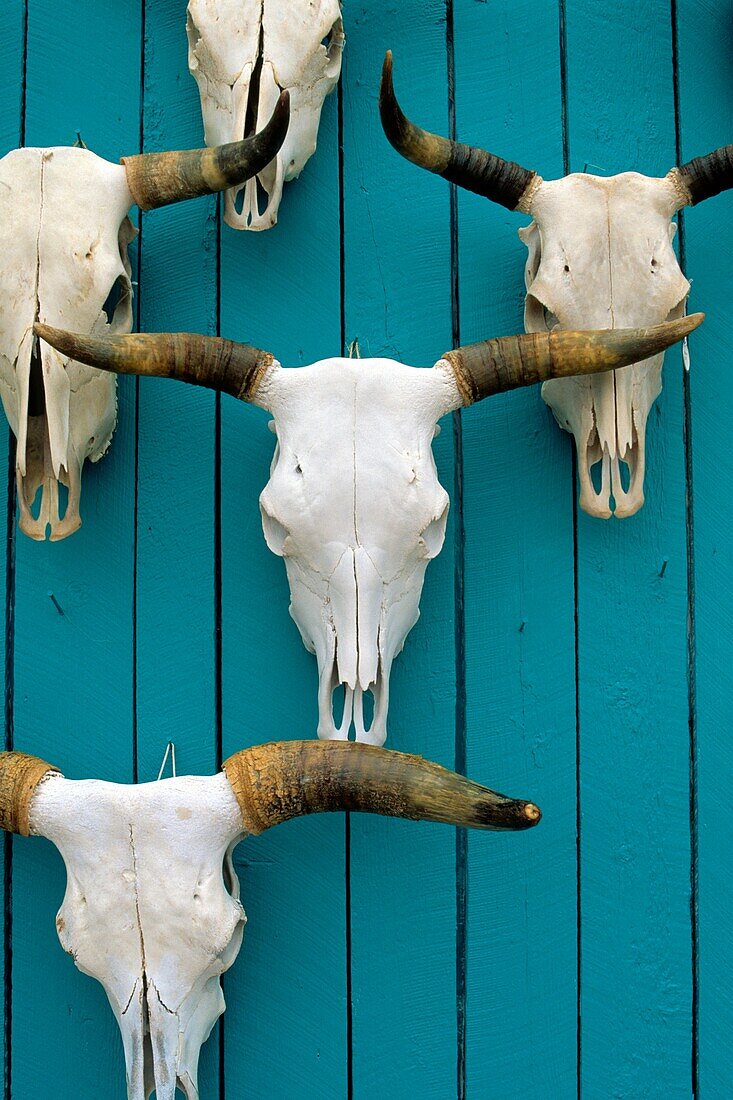 Skulls displayed on a turquoise wall in New Mexico, USA