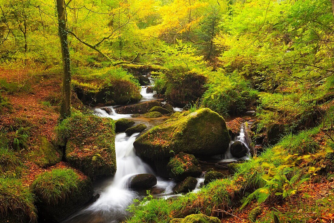 Autumn waterfall in the woods at Kennall Vale nature reserve Cornwall England