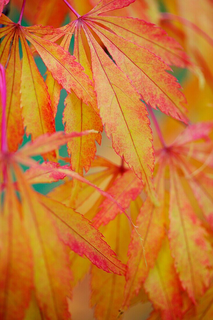 Colourful Koto No Ito Japanese Maple in the Fall