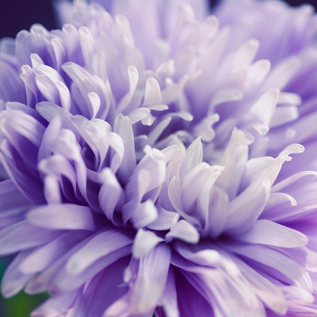 Gorgeous Full Bloom Blue Aster