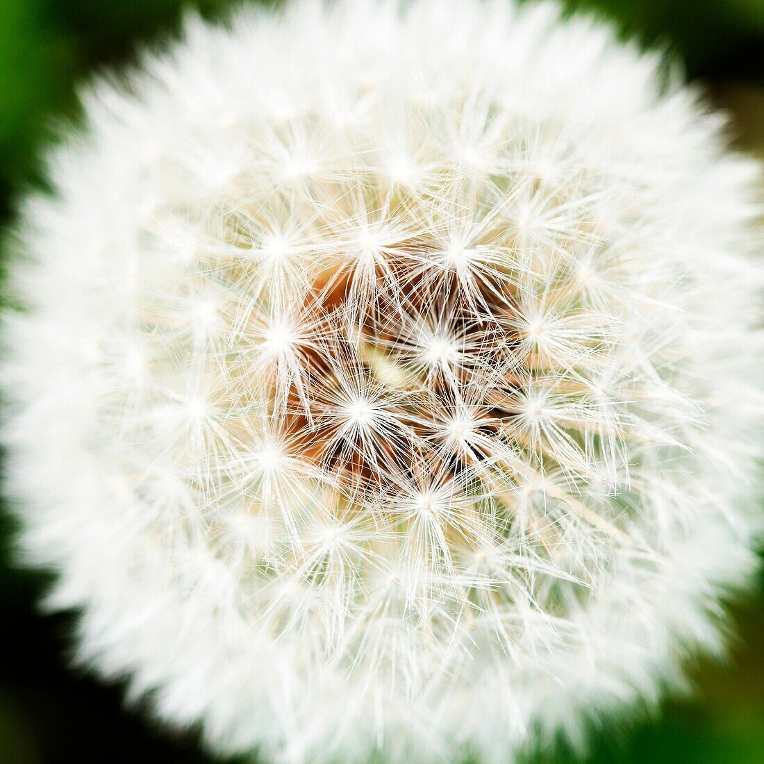 Heavenly and Fresh Dandelion Seed Head, Parachute Ball