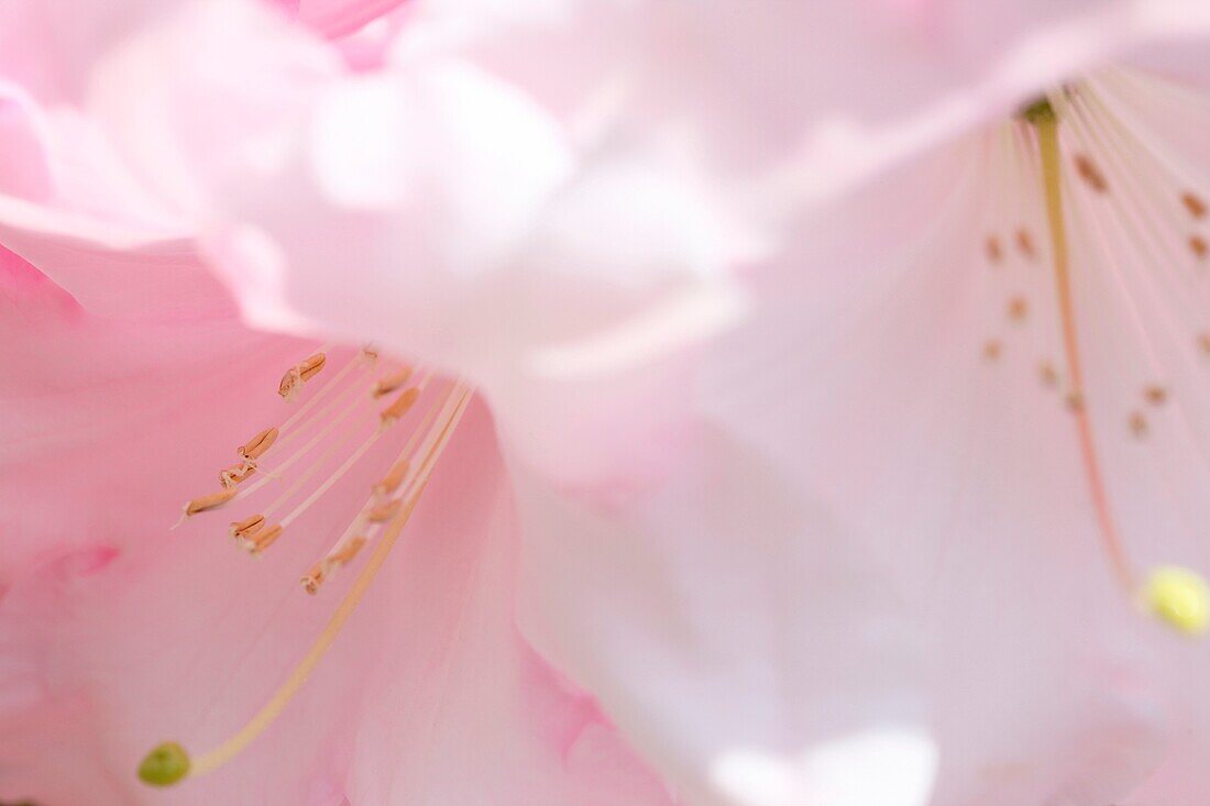 Atemberaubend schöne blush-rosa Rhododendronblüten
