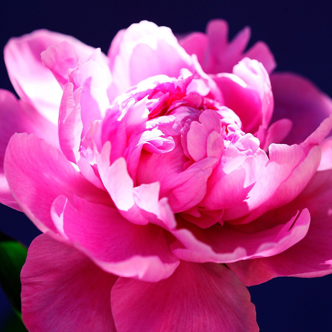 Herrlich duftende Sarah Bernhardt Rosa Pfingstrose Blüte