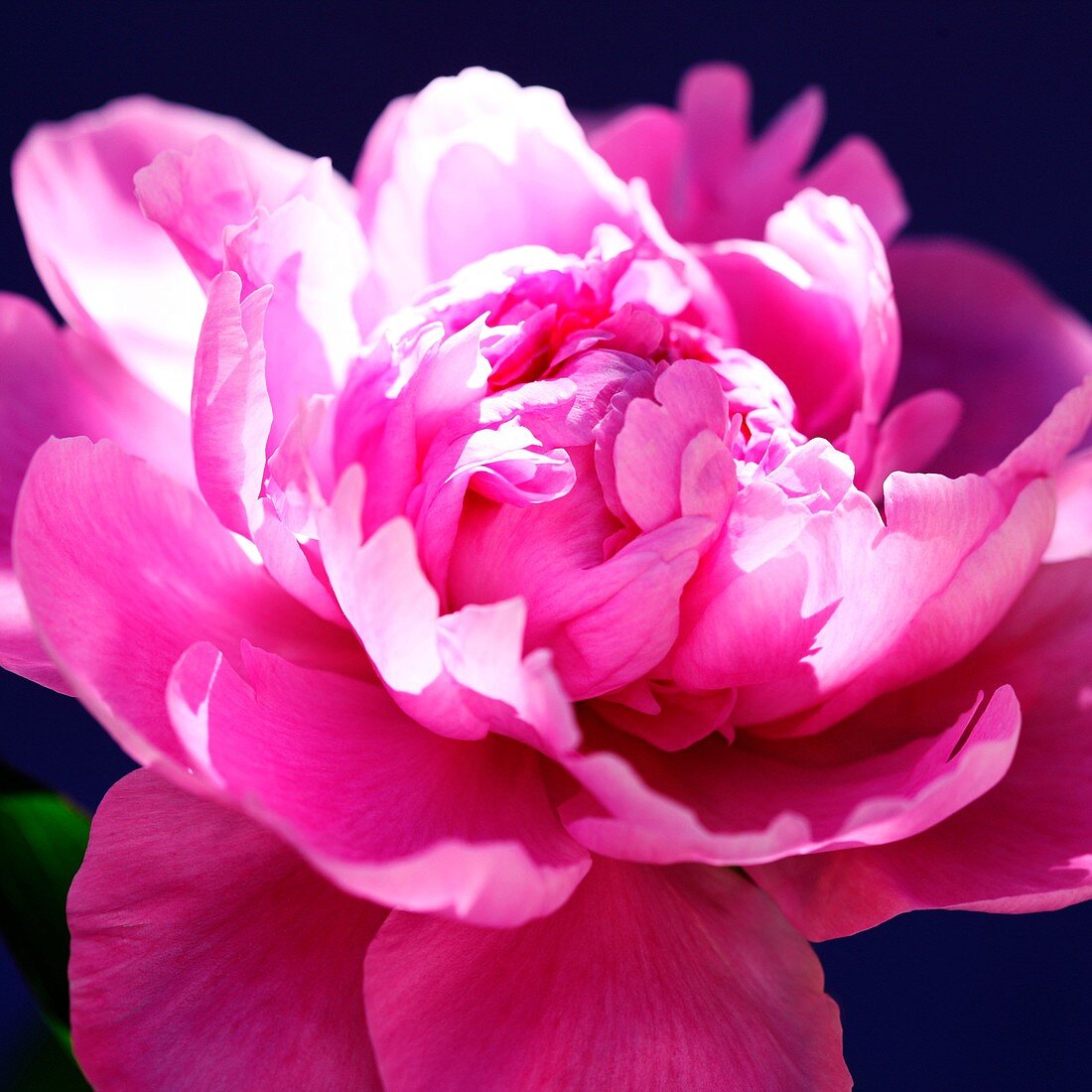 Lovely Fragrant Sarah Bernhardt Pink Peony Bloom