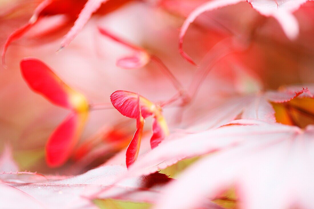 Atmospheric and Dreamy Red Maple Tree Winged Samaras