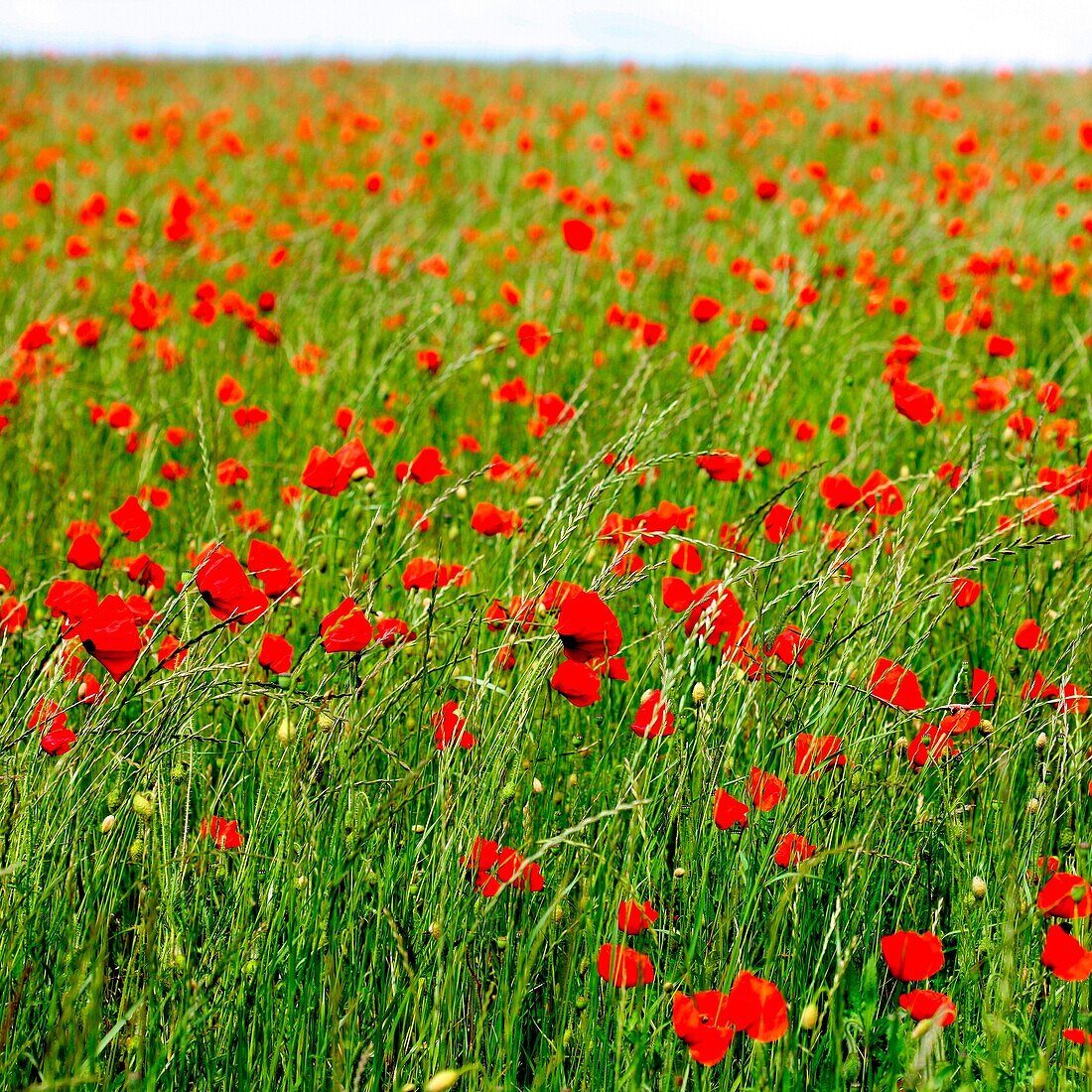 Red Poppies in a Field Delightful Summer Scene