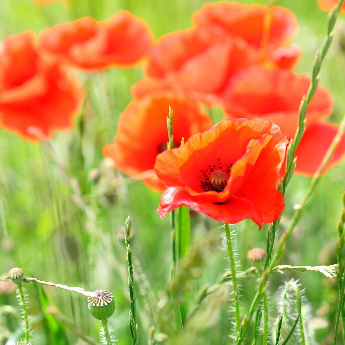 Red Poppies a Delightful Summer Scene