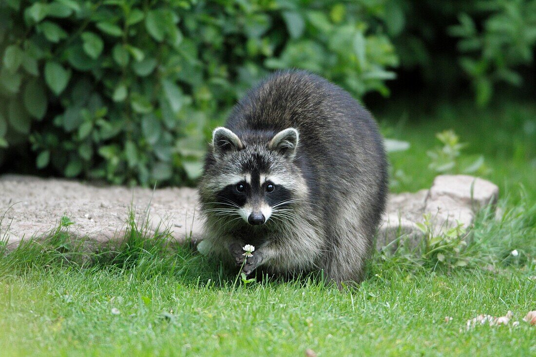Raccoon Procyon lotor, in garden searching for food, Germany