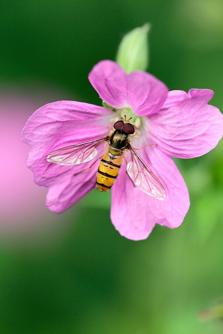 Hoverfly Episyrphus balteatus, feeding on Geranium flower in garden, Germany