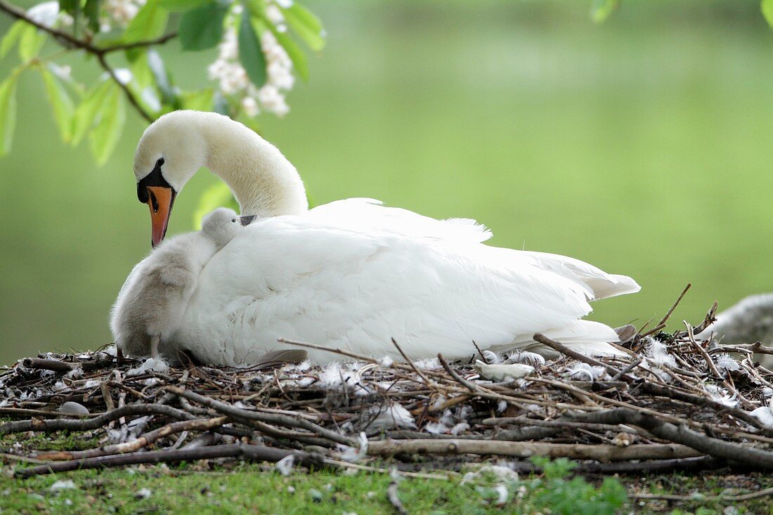 Mute Swan Cygnus olor, parent bird at nest with cygnet, Germany