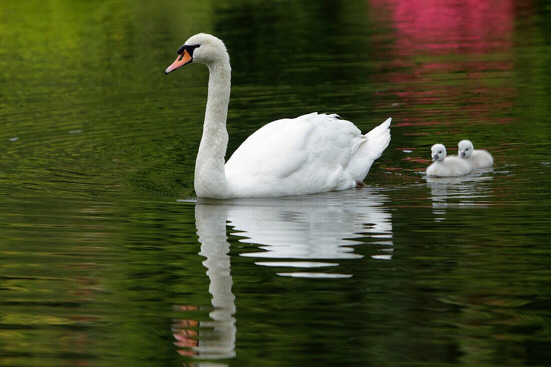 Mute Swan Cygnus olor, parent bird swimming on lake with two cygnets, Germany