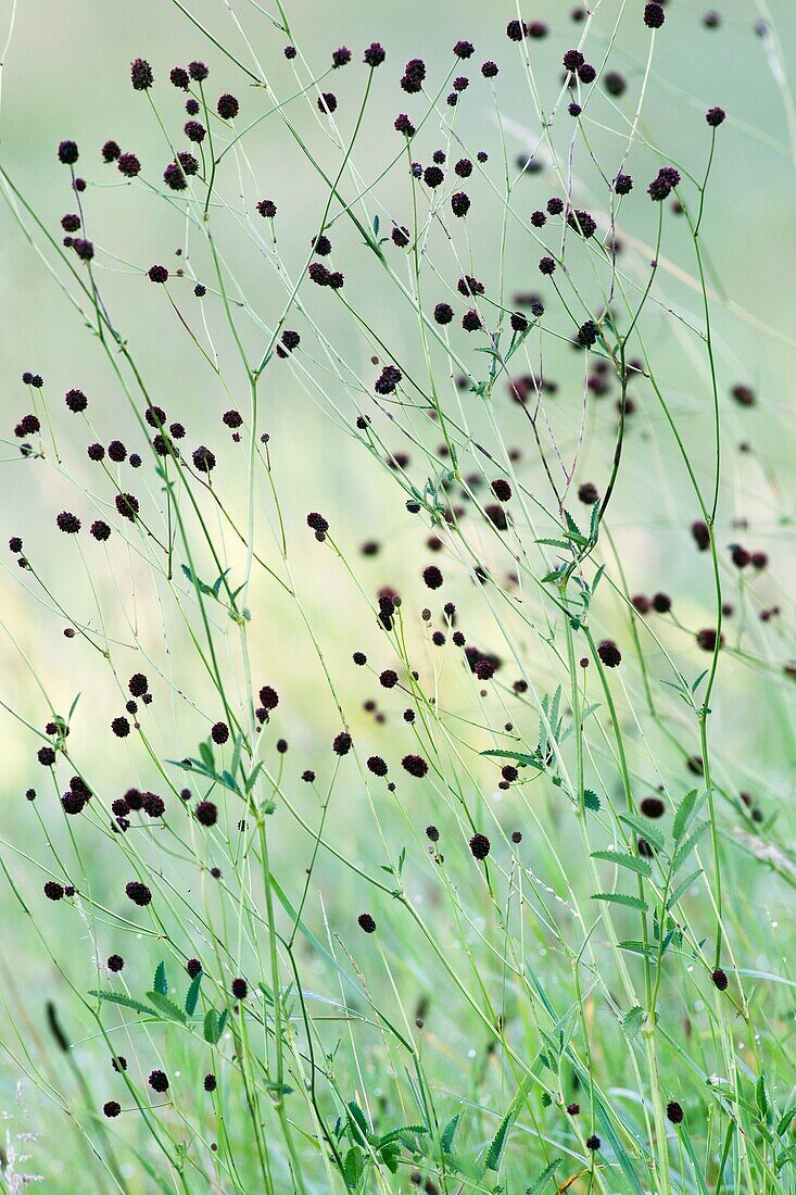 Great Burnet Sanguisorba officinalis, flower heads of plant on damp meadow, Lower Saxony, Germany