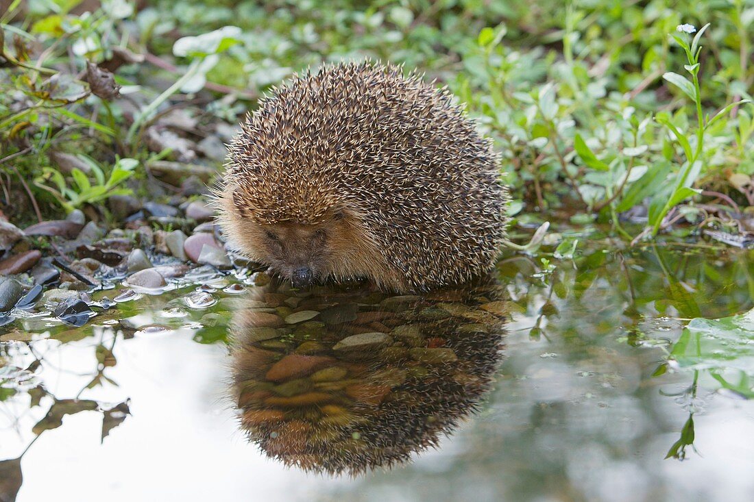 Hedgehog Erinaceus europaeus, drinking at garden pond, Lower Saxony, Germany