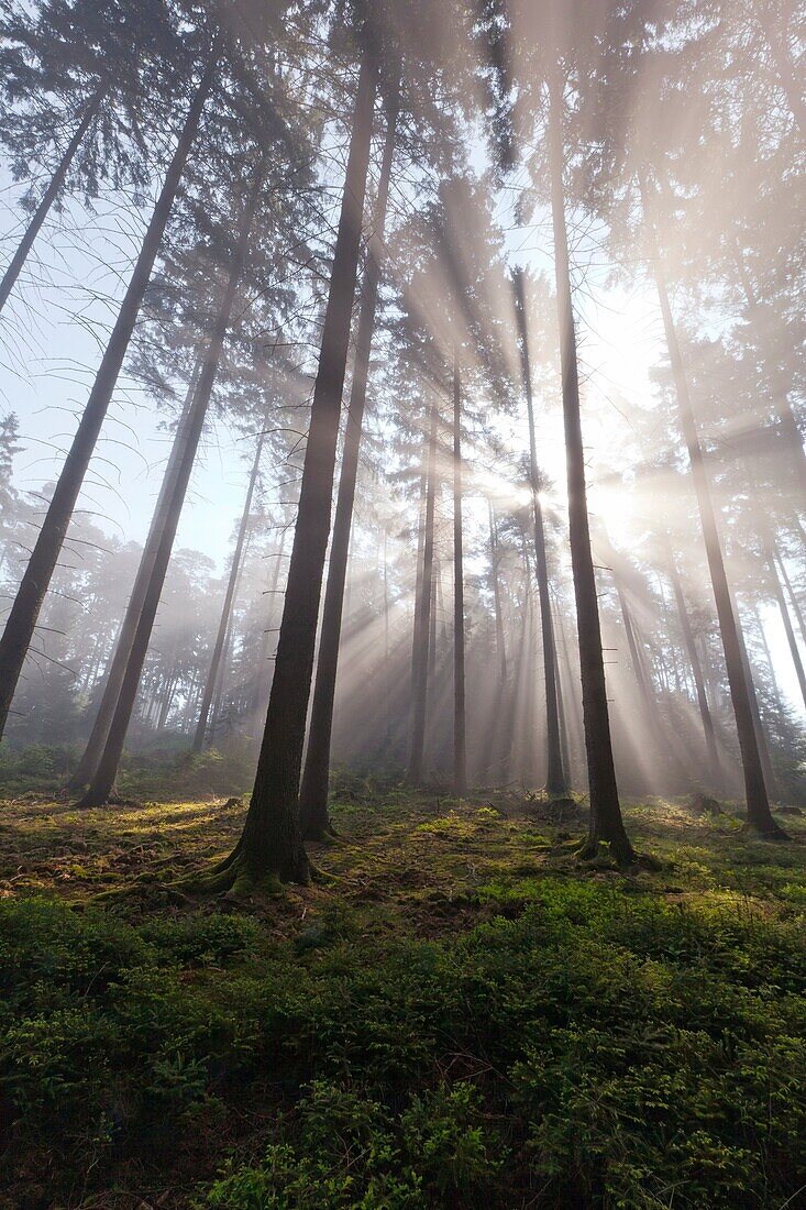 Sunlight filtering through fir trees and early morning mist in spring, Lower Saxony, Germany