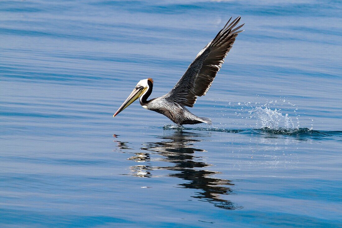 California Brown Pelican taking off