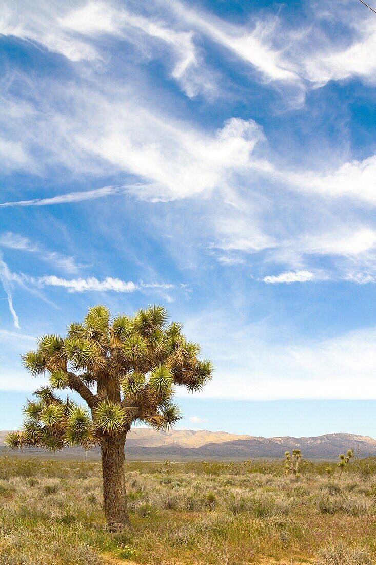 Mojave Desert in the spring