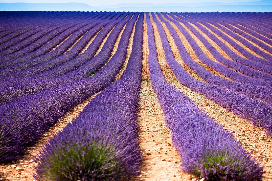 Provence, Lavender.