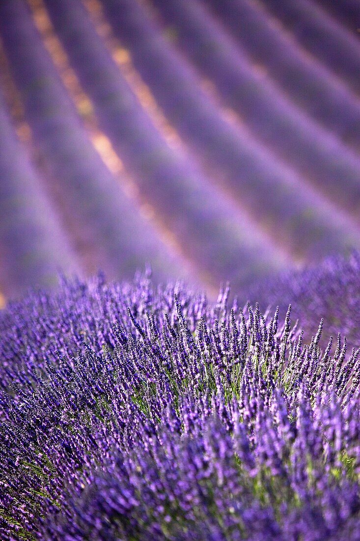 Provence, Lavender.