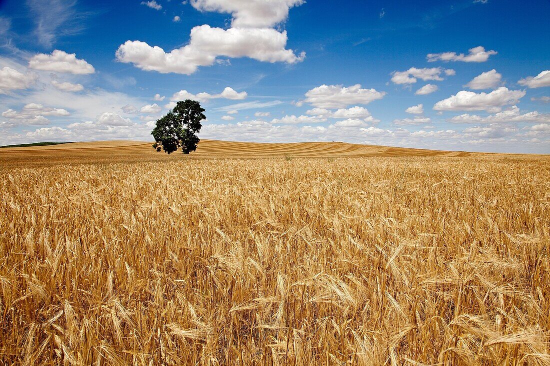 Wheat fields. Palencia, Castile-Leon, Spain
