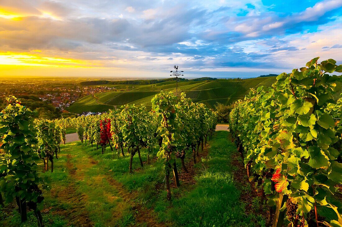 Vineyards at sunset, Offenburg, Baden-Württemberg, Germany