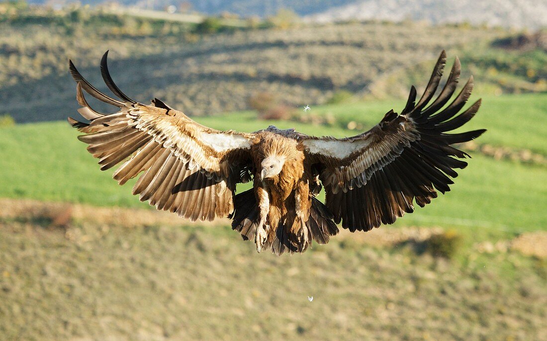 Griffon Vulture Gyps fulvus landing, Lleida, Spain