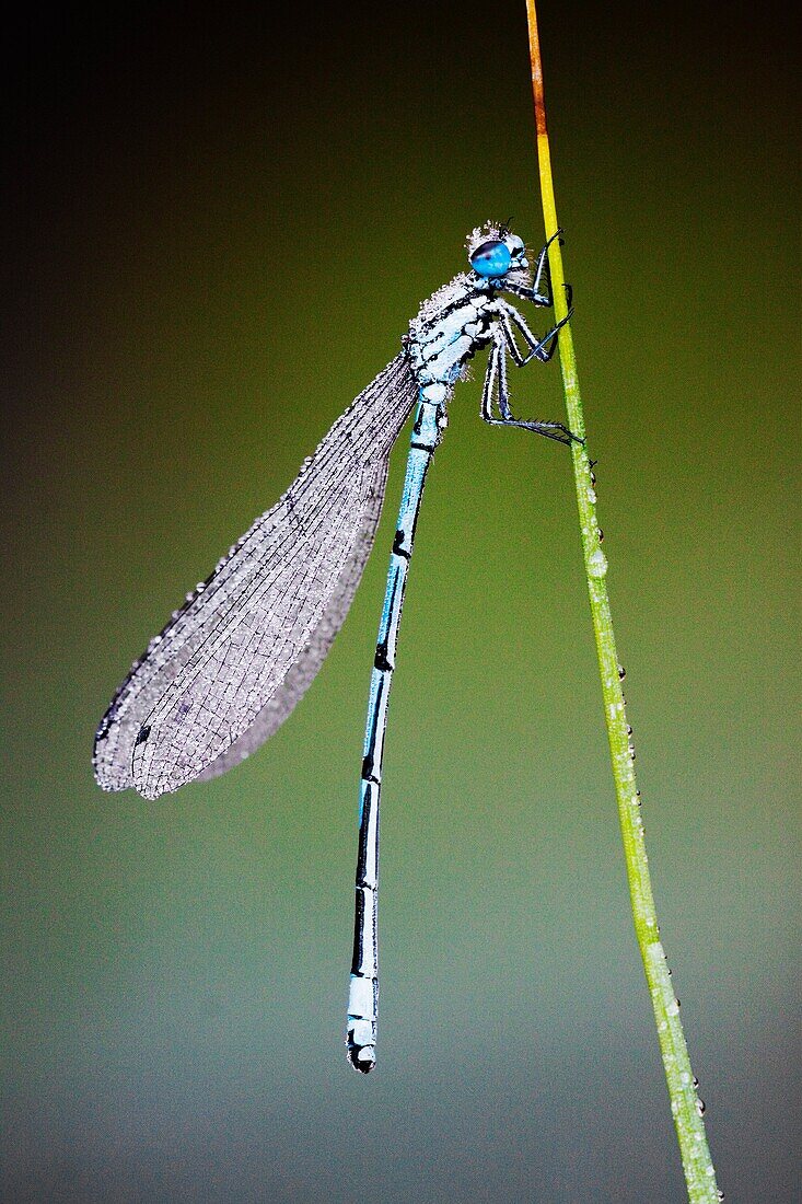 Azure Damselfly Coenagrion puella in morning dew - Bavaria/Germany