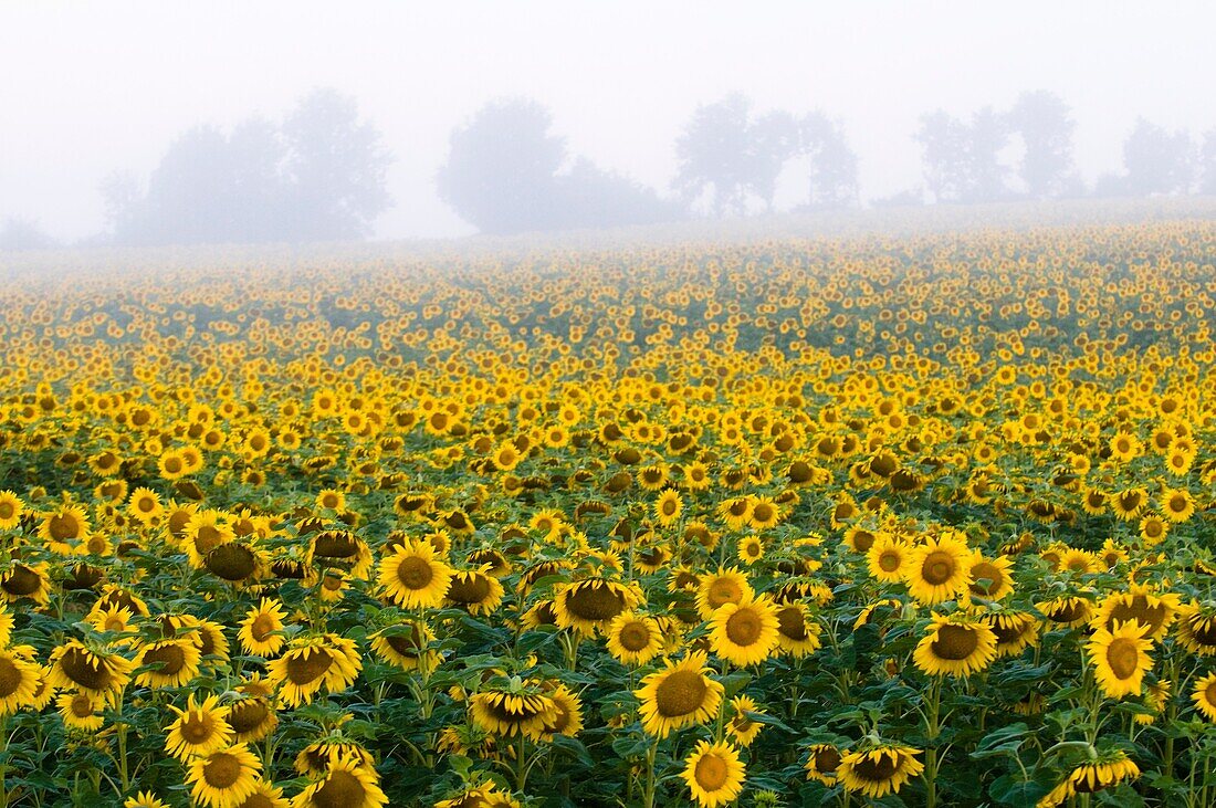 Sunflower field, morning mist, summer, Bavaria, Germany