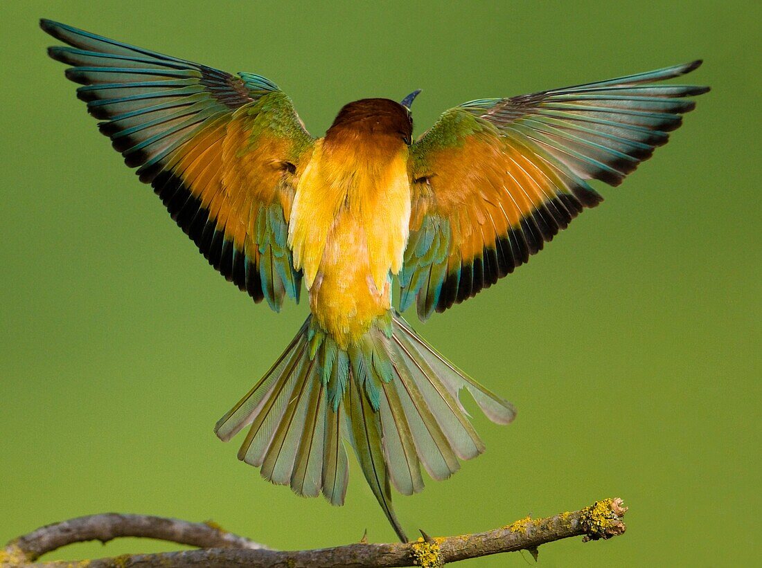 Bee eater (Merops apiaster), in flight from the back, Danube Delta, Romania