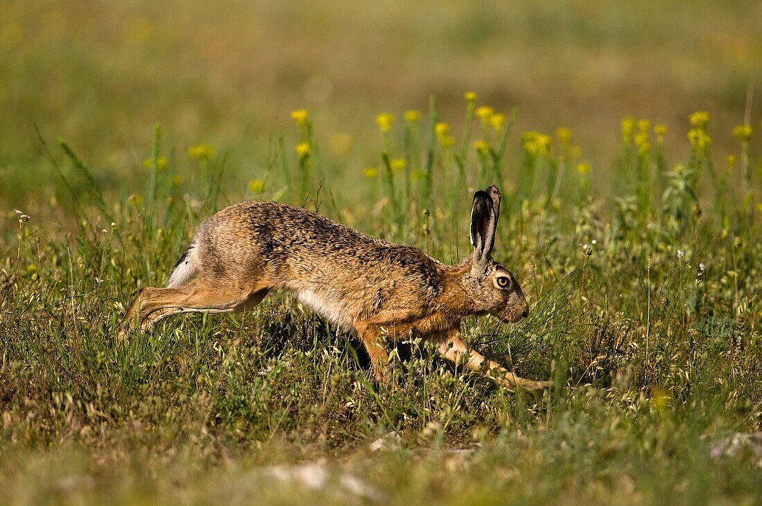 Running hare (Lepus capensis europaeus), steppe landscape, Dobruja, Romania