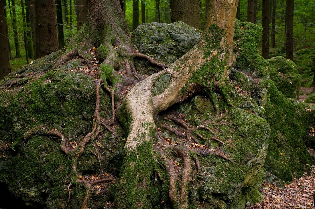 Druidenhain, Jurassic rocks, roots of spruce, Franconian Switzerland, Bavaria, Germany