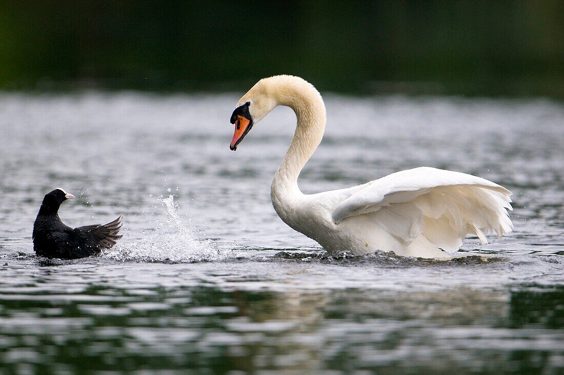 Mute swan (Cygnus olor) and Coot (Fulica atra) threatening, water pond, Bavaria, Germany