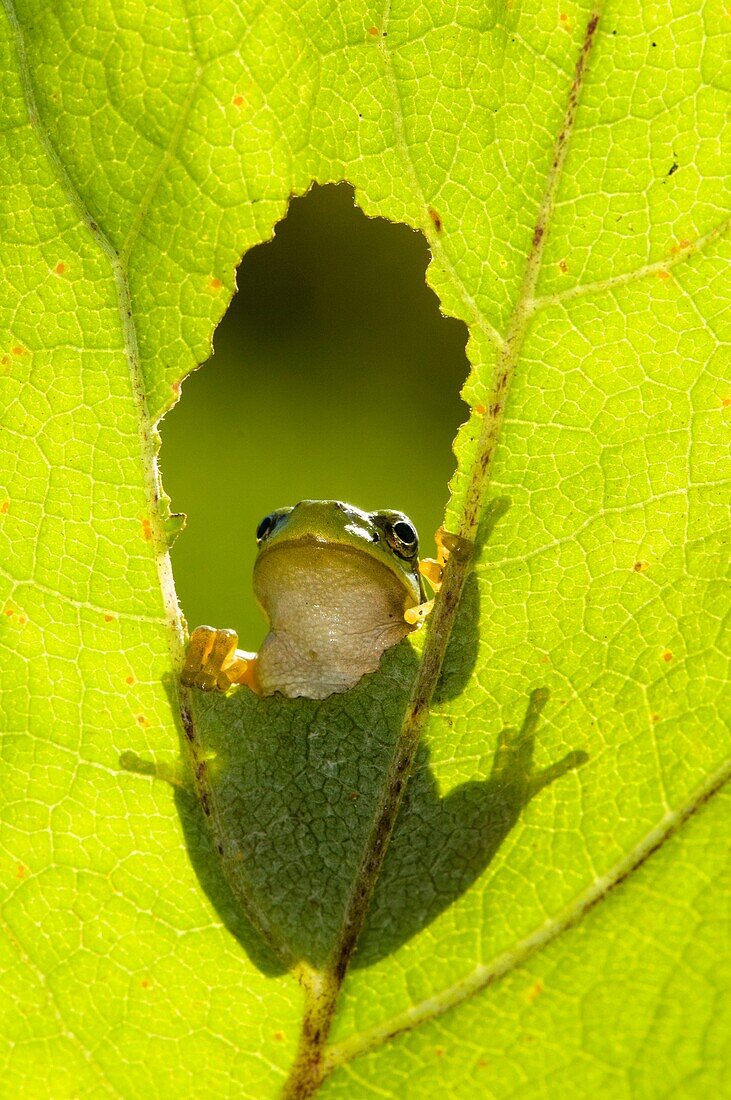 Tree Frog (Hyla arborea), climbing on a leaf and looking through a hole, silhouette in back light, Bavaria, Germany