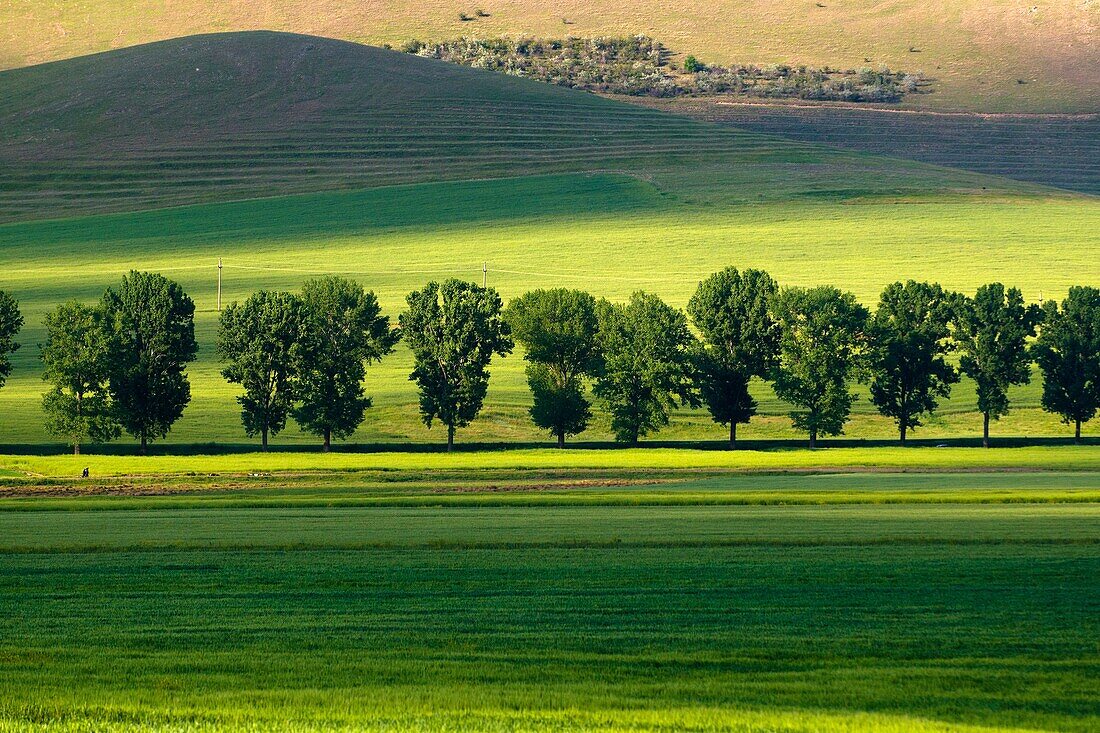 Poplar-lined country road, cornfield, steppe mountains, Dobruja, Romania