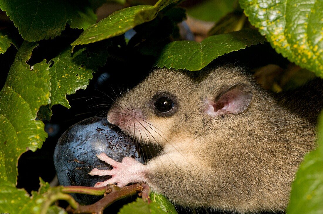 Edible dormouse (Glis glis), feeding on plums, autumn, Bavaria, Germany