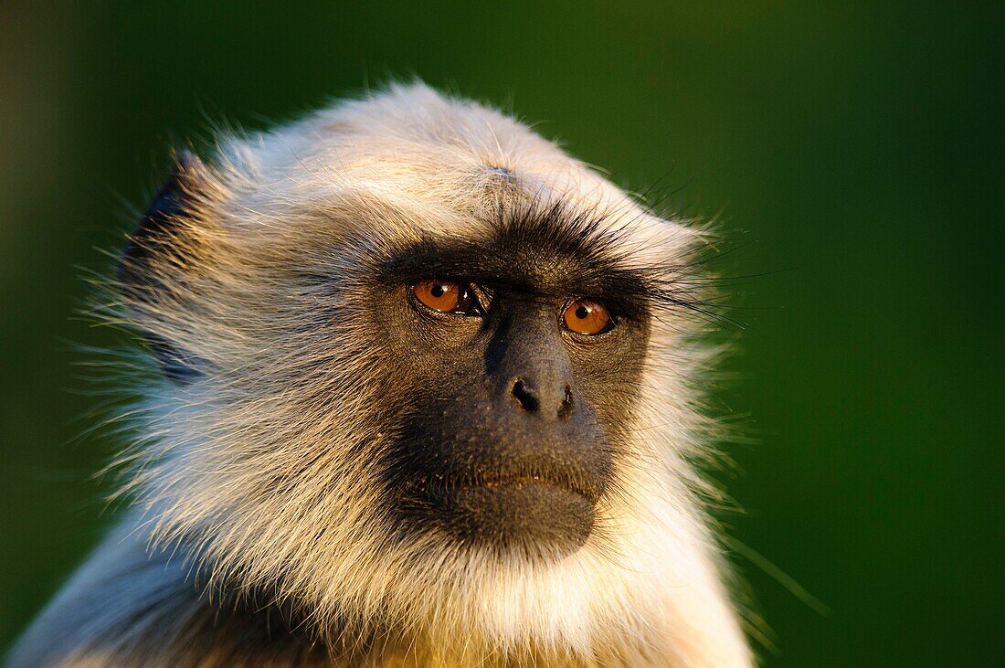 Hanuman langur Presbytis entellus, Common langur, Grey langur, portrait of adult, Mandore Garden, Jodhpur, Rajasthan, India