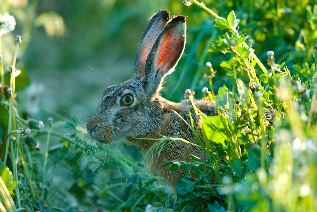 European brown hare Lepus capensis europaeus, sitting in field with trefoil and dandelion, spring, Austria