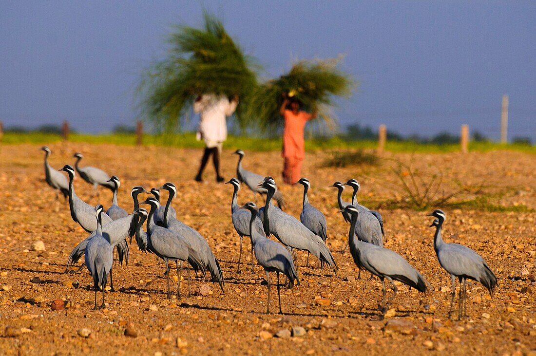 Demoiselle cranes Anthropoides virgo, hibernation, standing on dry fields in front of a couple of farmers, wearing cutten grass on their heads, rural scenery, Khichan near Phalodi, Rajasthan, India