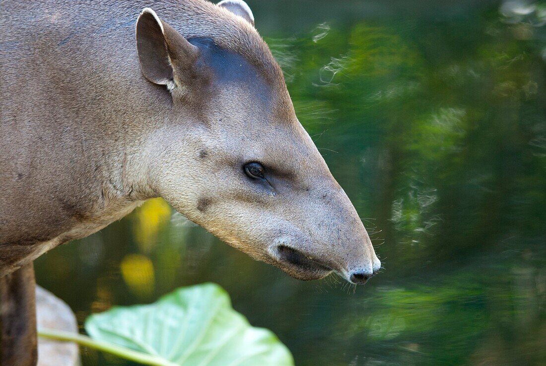 Brazilian tapir or Lowland tapir Tapirus terrestris, near water pond, Pantanal, Brazil